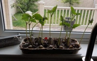 Power of Personal Energy: Green Bean Experiment