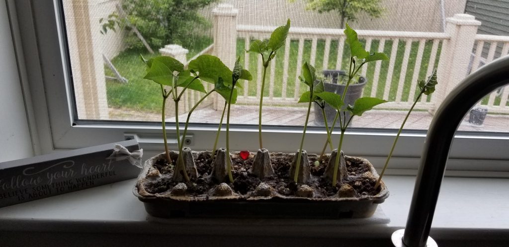 Power of Personal Energy: Green Bean Experiment